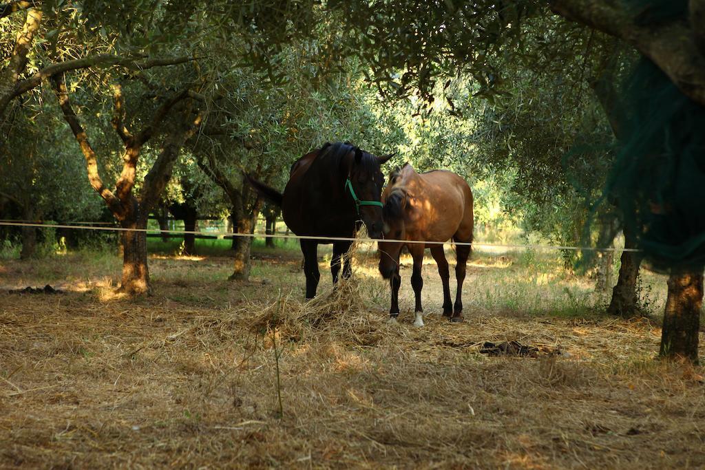 Agriturismo Il Pozzo Casal Velino Kültér fotó