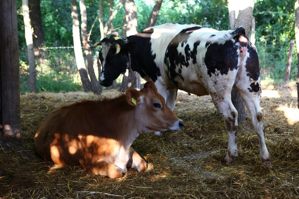 Agriturismo Il Pozzo Casal Velino Kültér fotó